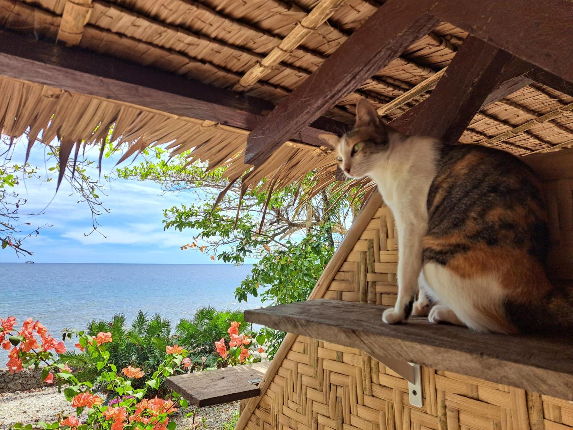 Paseo Del Mar Seaside Inn Jagna Εξωτερικό φωτογραφία