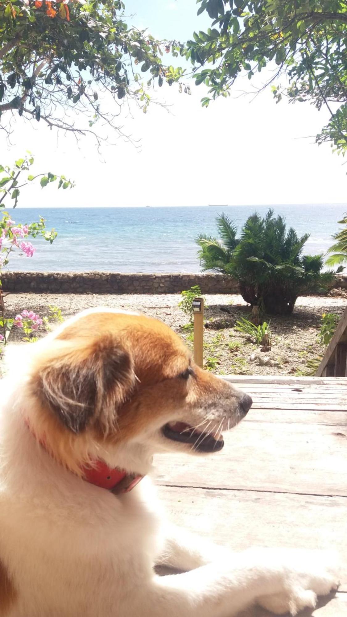 Paseo Del Mar Seaside Inn Jagna Εξωτερικό φωτογραφία